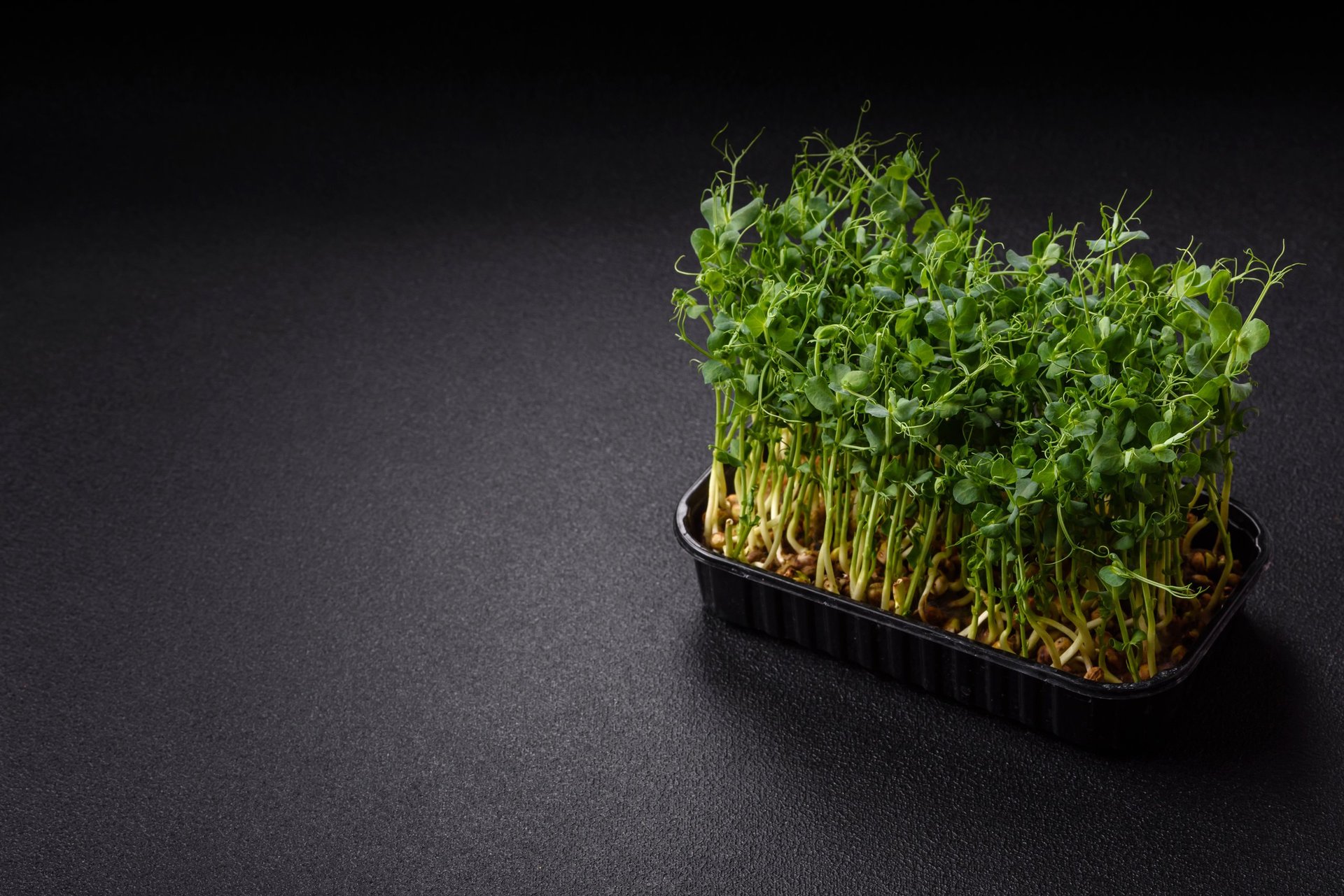 Young fresh green pea microgreen sprouts
