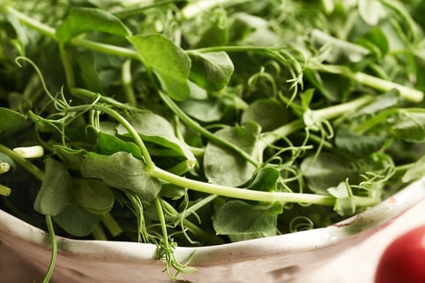 Fresh pea shoots in a white bowl
