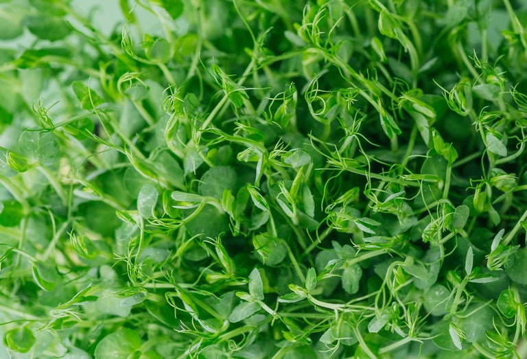 Closeup of fresh green pea sprouts