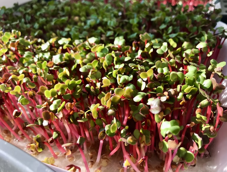 Fresh green sprouts of red radish microgreens